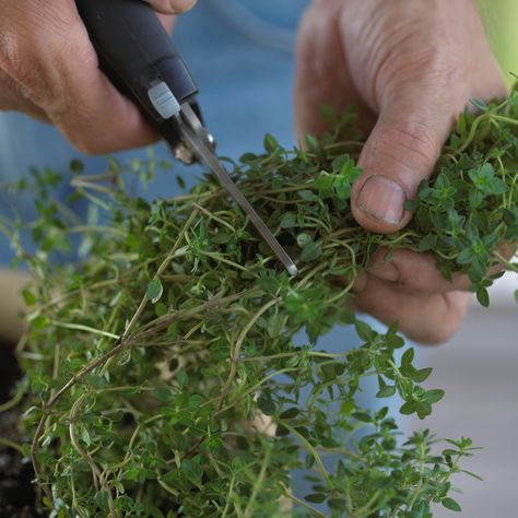 Harvest Thyme, Chives Plant, Potted Plants Patio, Thyme Plant, Backyard Food, Thyme Flower, Thyme Recipes, Harvesting Herbs, Lavender Herb