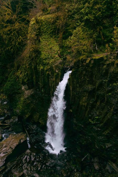 Drift Creek Falls Trail: the Oregon Coast's Best Waterfall Hike (+ a Suspension Bridge!) - Uprooted Traveler Mossy Tree, Oregon Waterfalls, Waterfall Hikes, Royal Garden, Luang Prabang, Oil Skin Care, Oregon Travel, Suspension Bridge, Road Trip Itinerary