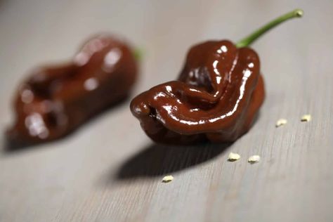 Chocolate Habanero Guide: Heat, Flavor, Uses Mexican Mole Sauce, Habanero Recipes, Mexican Mole, Spicy Candy, Habanero Chili, Mole Sauce, Dried Peppers, Sweet Heat, Habanero Peppers