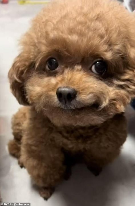 Sweet poodles Angel, Kongkong, Kaka, Fengfeng and Bobo have taken TikTok by storm with their adorable smiles Smiling Dog Meme, Smiling Dogs Funny, Mulch Dog, Mulch Gang, Silly Dog Pictures, Dogs Silly, Dogs Smiling, Smile Meme, Dog Smiling