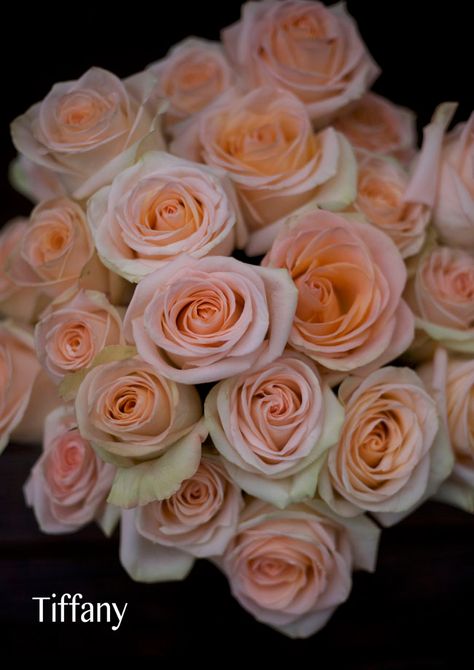 Name: TiffanyGrower: Royal Roses, EcuadorVase Life: 10 DaysDetails: Very pale peach with a pink hue to it, stays in a tighter rose shape and doesn’t open into a wide bloom. Jewellery Tiffany, Cream Wedding Flowers, Peachy Blush, Peach Bouquet, Flower Identification, Tiffany Rose, Blush Wedding Flowers, Rose Varieties, Peach Rose