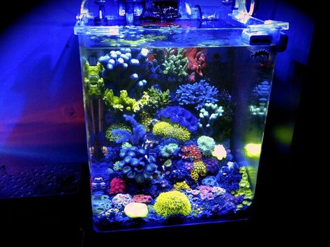 -- A Particular Italian Nano Cube -- - Reef Central Online Community Micro Saltwater Aquarium, Reef Aquascape, Planted Nano Tank, Reef Tank Aquascaping, Small Reef Tank, Indoor Rabbit Cage, Coral Aquarium, Nano Reef Tank, Marine Tank