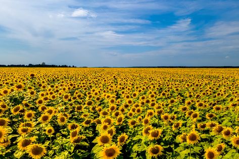 Ukraine Sunflowers, Ukraine 2022, Chernobyl Nuclear Power Plant, Western Borders, Sun Flowers, Form Of Government, National Symbols, Nuclear Power Plant, Plant Aesthetic