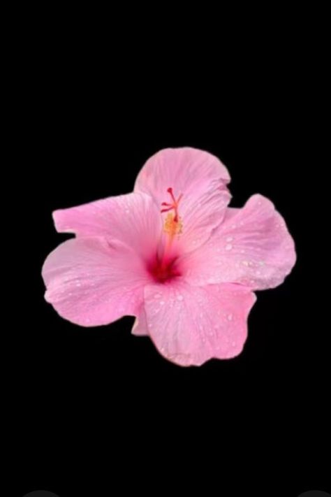 Pink Hibiscus Wallpaper, Hibiscus Flower Wallpaper, Flower Lockscreen, Hibiscus Wallpaper, Free Coloring Pictures, Pink Hibiscus Flower, Wedding Color Schemes Spring, Flowers Black Background, Iphone Pink