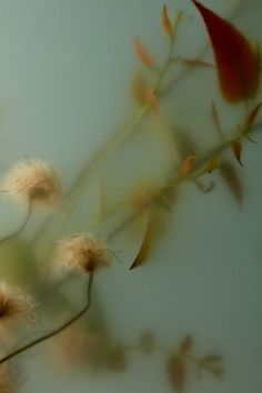 The Flowers, The Wind, Flowers, Wall, White