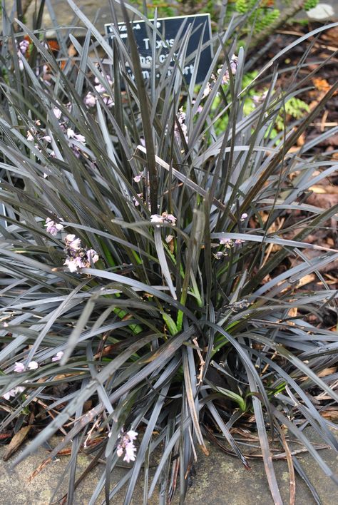 Ophiopogon plan. 'Niger' Botanical Beauty, Black Flowers, Garden Supplies, Lawn Garden, Garden Plants, Lawn, Exterior, Plants, Flowers