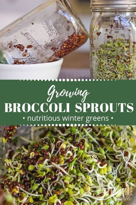 How To Grow Broccoli, Grow Broccoli, Attainable Sustainable, Microgreens Growing, Growing Broccoli, Growing Sprouts, Urban Homestead, Broccoli Seeds, Homestead Ideas