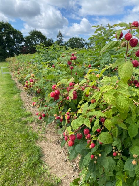 Raspberry Bushes, Medicinal Garden, Strawberry Farm, Farm Lifestyle, Future Farms, Garden Kit, Countryside House, Farms Living, Images Esthétiques