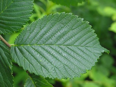 Wych Elm (Ulmus glabra) | How to Identify Wych Elm Wych Elm, Elm Leaf, Bark Beetle, Elm Tree, Artist Logo, Plant Identification, Wild Food, Ice Age, Deciduous Trees