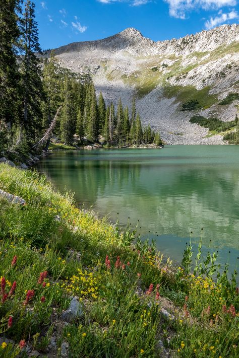 Wildflowers on the Shore of an Alpine Lake in Northern Utah [OC][3553x5330]  Click the link for this photo in Original Resolution.  If you have Twitter follow twitter.com/lifeporn5 for more cool photos.  Thank you author: https://bit.ly/3kz95OS  Broadcasted to you on Pinterest by pinterest.com/sasha_limm  Have The Nice Life! Serene Nature Photos, Lake Blanche Utah, Midwest Scenery, Utah Forest, Utah Scenery, Alpine Aesthetic, Antelope Island Utah, Utah Nature, Lake Background