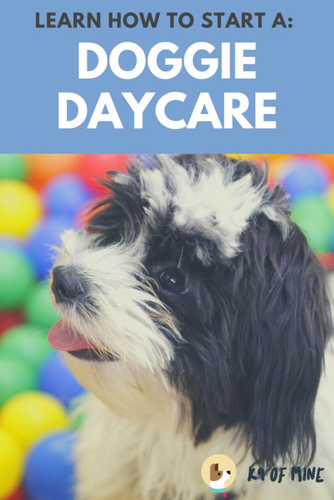 Thinking about opening a doggie daycare? Learn everything you need to know to prepare and consider before opening your doors! #dogs #dogbiz #doggiedaycare Dog Daycare Indoor, Dog Daycare Outdoor Ideas, Doggy Daycare Aesthetic, Dog Daycare Ideas, Yorkie Puppy Care, Dog Boarding Ideas, Dog Daycare Business, Pet Daycare, Daycare Business