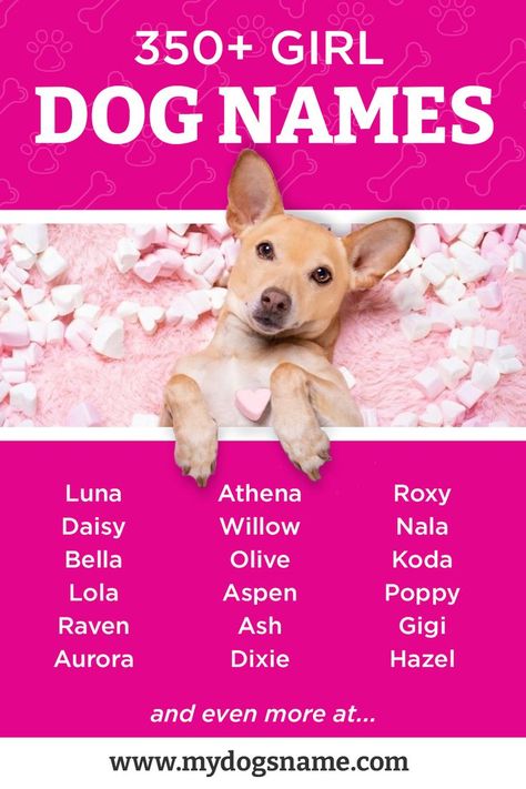 Strong Dog Names Girl, Dog Names Girl List, Good Girl Dog Names, Female Dog Names Unique List, Female Puppy Names Unique, Girl Puppy Names Unique, Female Dog Names Unique, Female Puppy Names, Best Girl Dog Names