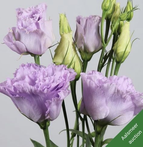 Listhanthus Flowers, Lisanthius Flowers, Eustoma Wedding, Levander Wedding, Lilac Lisianthus, Lavender Lisianthus, Bell Shaped Flowers, Purple Lisianthus, Lisianthus Flowers