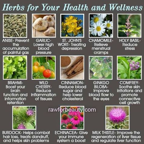 Herbs For Gas, Painful Gas, Healthy Herbs, Herbal Healing, Herbal Magic, Herbs For Health, Holy Basil, Health Guide, Herbs And Spices