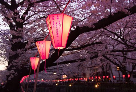 https://flic.kr/p/r3F2Kg | Megurogawa sakura matsuri Naruto Universe, Matsuri Festival, Dreams Photo, Magic Lantern, Chinese Lanterns, Tea House, Lamp Post, Lanterns, Naruto