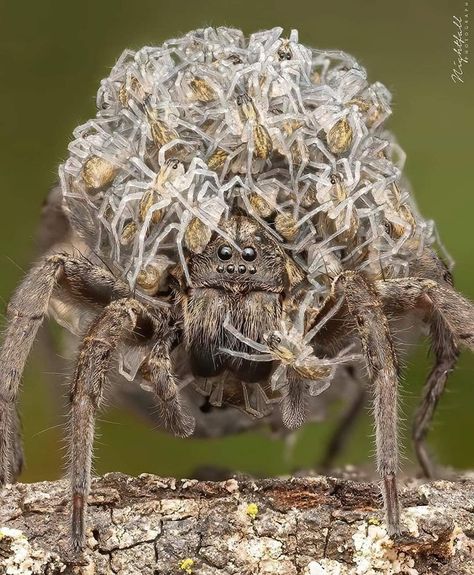 Arachnids Spiders, Spider Species, Wolf Spider, Pet Spider, Spiders Scary, Scary Animals, Cool Bugs, Extreme Close Up, Jumping Spider