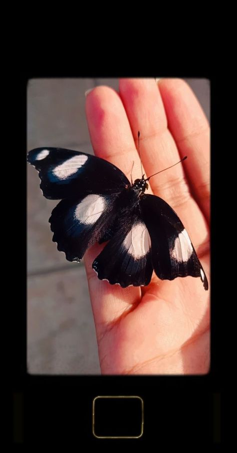 In my garden....... which was very weak but it was trying to fly....... Butterfly Snap, Cutest Animals On Earth, Motivational Good Morning Quotes, Friend Poems, Hand Pic, Best Friend Poems, Girl Hand, Self Portrait Poses, Baby Love Quotes