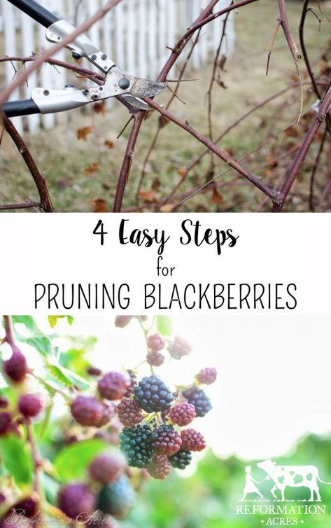 4 Easy Steps to Prune Blackberries VIDEO - Reformation Acres Thornless Blackberry Bushes, Transplant Blackberry Plants, Blackberry Plant Care, Trimming Blackberry Bushes, Pruning Thornless Blackberries, Blackberry Bush Care, How To Prune Blackberry Bushes, Blackberry Plants Trellis, Pruning Blackberry Bushes