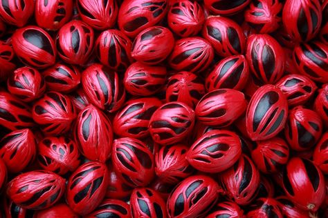 Fresh Colorful Nutmeg Seeds Myristica Fragrans, Nutmeg Essential Oil, Dark Beauty Photography, Clay Works, Cerámica Ideas, Dry Fruits, Fruit Plants, Edible Garden, Dried Fruit