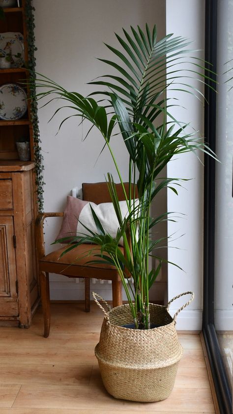 Big Indoor Plants, Organic Plant Food, Tall Indoor Plants, Kentia Palm, Indoor Palms, Easy Care Houseplants, House Plant Pots, Indoor Trees, Palm Plant