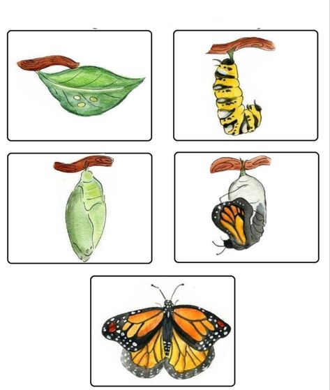 Family Ideas Activities, Very Hungry Caterpillar Printables, Life Cycles Preschool, Insects Kindergarten, Butterfly Lessons, ملصق تحفيزي, Easter Kindergarten, Spring Crafts Preschool, Materi Bahasa Inggris