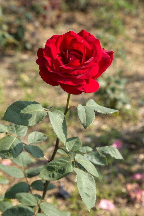 Today, I went to the backyard and took a photo of the roses. They were really beautiful. I sighed that God's creation is so wonderful. Gulab Flower, Roses Garden Care, Rose Flower Pictures, Rose Plant, Rose Gold Wallpaper, Rose Flower Wallpaper, Flower Arrangements Simple, Beautiful Red Roses, Planting Roses