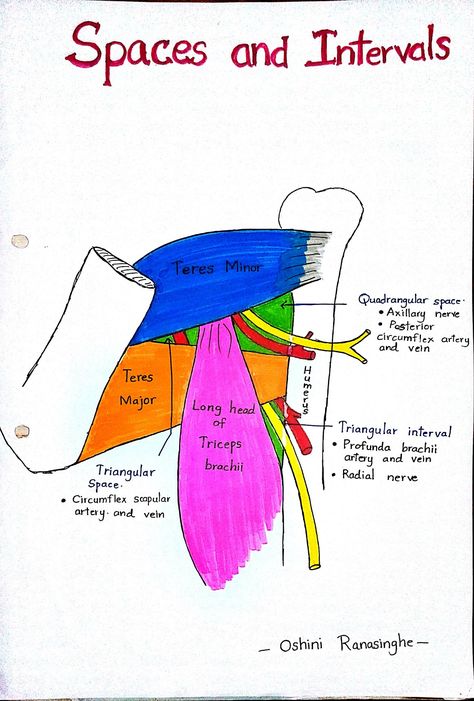 Upper Limb Anatomy Notes, Bony Landmarks, Limb Anatomy, Upper Limb Anatomy, Shoulder Anatomy, Anatomy Notes, Anatomy Flashcards, Medical Notes, Studying Medicine