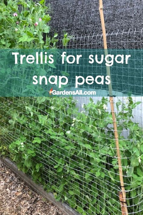 Right-Sugar Ann is a strong and earlier producer. Left-Sugar Magnolia Tendril is setting purple pods. #Trellis #PeaTrellis #TrellisForSnowPeas #SugarMagnoliaTendril #SugarSnapPeasTrellis #GardenIdeas Sugar Snap Pea Trellis, Peas Trellis, Trellis For Peas, Purple Peas, Snap Pea Trellis, Seed Inventory, Spring Garden Ideas, Garden Prep, Bean Trellis