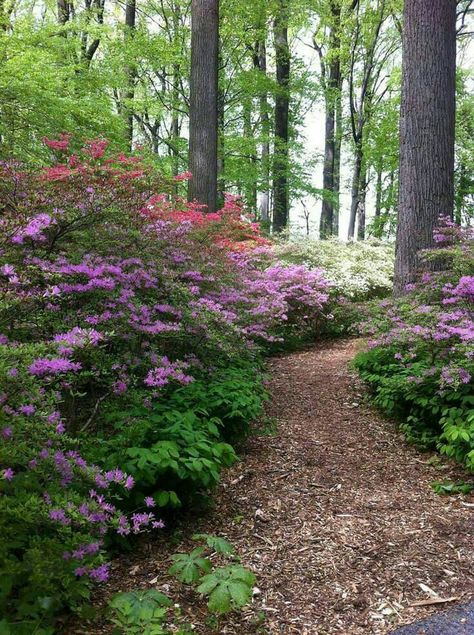 Woods Edge Landscaping, Wooded Trail Pathways, Shade Garden Walkway, Woodland Garden Paths And Walkways, Natural Yards Ideas, Woods Path Ideas, Natural Garden Paths Walkways, Woodland Garden Path Ideas, North Woods Landscaping Ideas