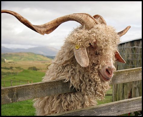 Angora Goat - Napoleon's horns are almost this big! Goats With Horns, Goat Care, Angora Goat, Goat Horns, Angora Goats, Cattle Farming, Sheep And Lamb, Goat Farming, Barnyard Animals