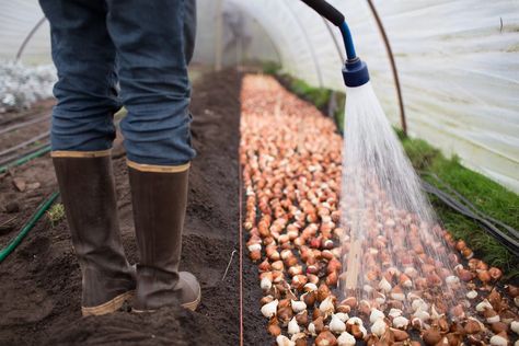 It is tulip planting time - Floret Flowers How To Grow Tulips, Grow Tulips, Plant Tulips, Floret Flowers, Growing Tulips, Growing Cut Flowers, Cut Flower Farm, Planting Tulips, Growing Dahlias