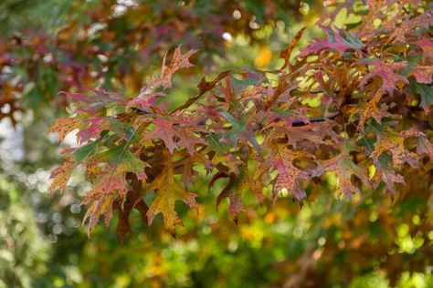 Quercus shumardii (Shumard Oak) Shade Arbor, Drought Tolerant Trees, Flowering Cherry Tree, Arbor Day, Urban Tree, Street Trees, Specimen Trees, Arbour Day, Moon Garden