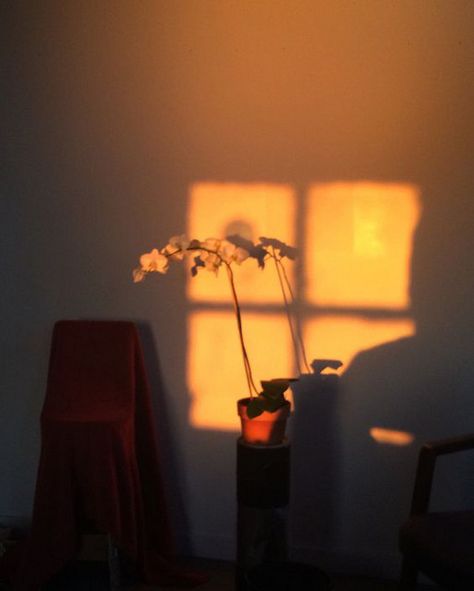 Sunshine Window, Sunlight Aesthetic, Photographie Art Corps, Golden Hour Aesthetic, Ombres Portées, Fotografi Urban, Shadow Photography, Gold Aesthetic, Orange Aesthetic