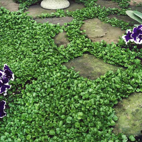 Dichondra Seed - Dichondra Repens Ground Cover Seeds Lawn Alternative, Ground Cover Seeds, Perennial Ground Cover, Clover Seed, Grass Plants, Seeding Lawn, Lawn Alternatives, Green Ground, Ground Cover Plants