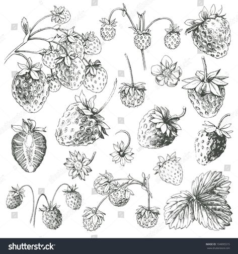 Great collection of hand drawn strawberries isolated on white background. #Ad , #Sponsored, #hand#drawn#Great#collection Strawberry Drawing, Fruit Sketch, Strawberry Tattoo, Strawberry Art, Handpoke Tattoo, Strawberry Flower, Plant Tattoo, Botanical Tattoo, Fairy Tattoo