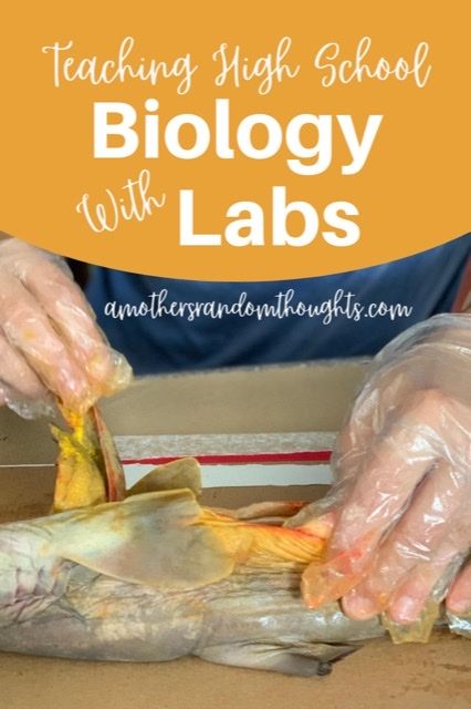 Biology Labs High School, Cheap Science Experiments For Kids, Biology Experiments High School, High School Biology Projects, Science Provocations, Highschool Biology, Biology Activities High School, Biology High School, Scientific Method Middle School