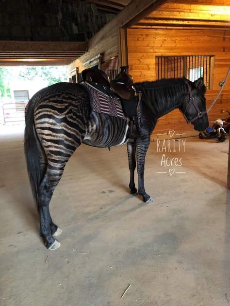 Rare Horses Colors, Zebra Horse Hybrid, Zorse Hybrid, Beautiful Horses Rare, Rare Horse Colors, Beautiful Horse Breeds, Unique Horses, Zebra Horse, Spotted Horse