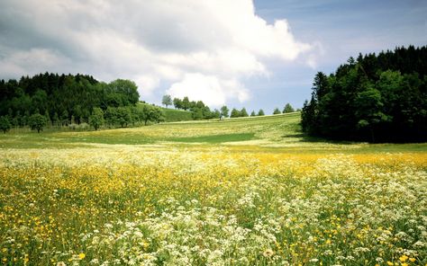 Landscape Wallpapers, Grass Roof, Grass Painting, Growing Grass, Grass Wallpaper, Grasses Landscaping, Grass Field, Flower Landscape, Green Landscape