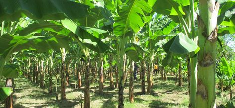 How To Start Lucrative Plantain Farming In Nigeria (Complete Guide) Plantain Plant, Banane Plantain, Sources Of Carbohydrates, Poultry Farming, Cow Manure, Backyard Farm, House Green, Cultural Travel, Farming Business