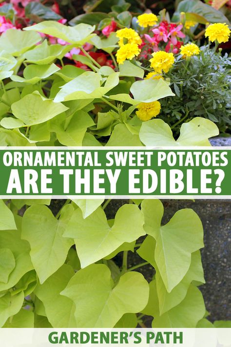 Ornamental sweet potatoes provide beautiful coverage with their vibrant vines, and this special plant is typically used as a decorative addition both indoors and out. With “sweet potato” in the name, you have to wonder – can you eat them too? Let’s find out. #sweetpotatovine #ornamentalplants #gardenerspath Sweet Potato Plant Vine, Growing Vegetables At Home, Sweet Potato Plant, Lawn Ideas, Growing Sweet Potatoes, Sweet Potato Vine, Potato Vines, Plant Growing, Growing Tips