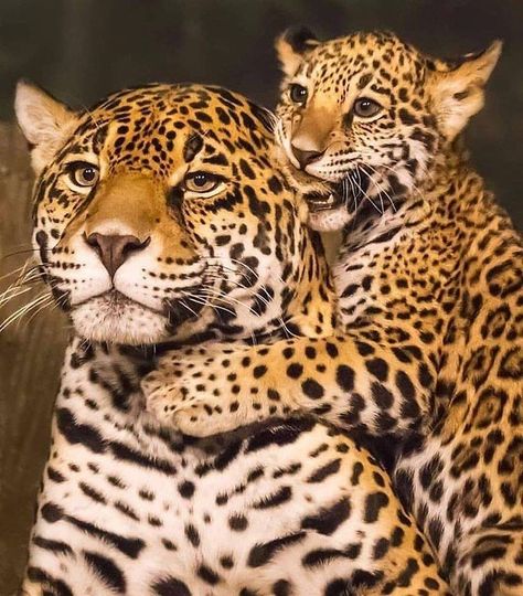 The mother is pretty the child is cute. Both having their time together. Please follow @james.lewin_photography... Falco Pellegrino, Tattoo Leopard, Leopard Cub, Cat Tattoos, Baby Leopard, Tiger Cub, Big Cat, Funny Animal Memes, Wildlife Animals