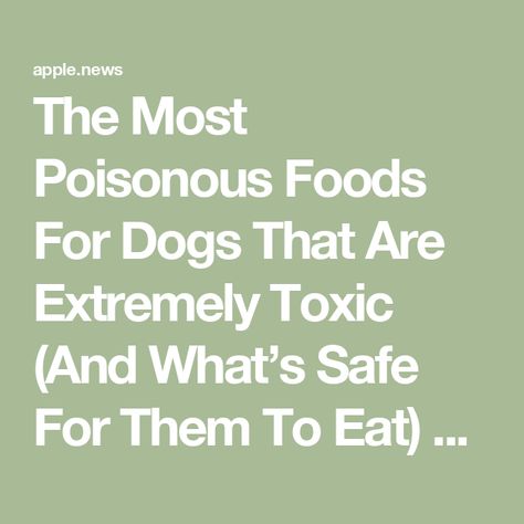 The Most Poisonous Foods For Dogs That Are Extremely Toxic (And What’s Safe For Them To Eat) — Buzznet Foods Safe For Dogs, Toxic For Dogs, Toxic Foods For Dogs, Foods For Dogs, Toxic Foods, People Food, Interesting Stories, Human Food, Be Aware