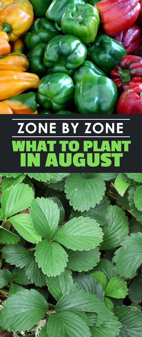 What To Plant In August, Fall Landscaping, Tattoo Plant, Fall Vegetables, Fall Garden Vegetables, Garden Veggies, Decoration Plante, Fall Garden, Home Vegetable Garden