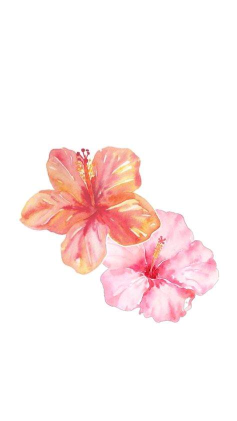 Hibiscus flower wallpaper 🌺 Hibiscus Flower Wallpaper, Flower Lockscreen, Hibiscus Flower Drawing, Wallpaper Pink And Orange, Wallpaper Display, Pink Flowers Wallpaper, Bow Wallpaper, Rose Flower Wallpaper, Phone Wallpaper Pink