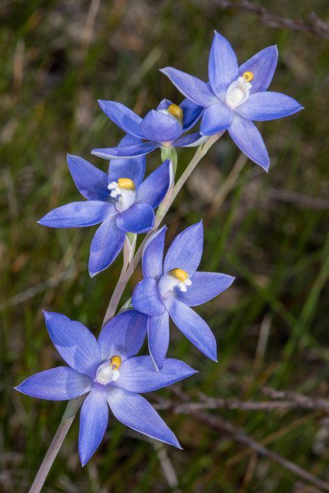 Flying Duck Orchid, Orchid Drawing, Flowers Australia, Orchid Photography, Australian Fauna, Wildflowers Photography, Australian Wildflowers, Australian Flowers, Australian Native Flowers