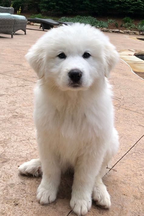 White Great Pyrenees, Great Pyrenees Puppy Aesthetic, Great Pyrnesse, Great Pyrenees Puppies, Pyrenees Puppies, Great Pyrenees Puppy, Pyrenean Mountain Dog, Pyrenees Dog, Livestock Guardian