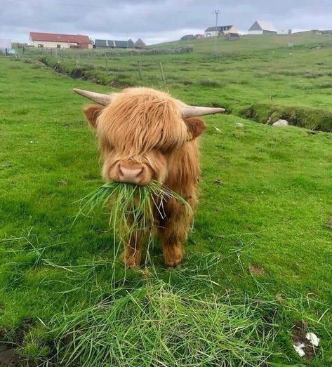 Cow, Hair