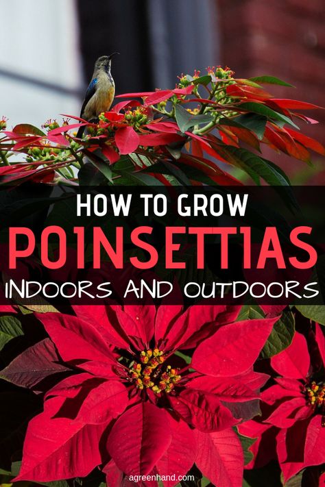 The Christmas poinsettia, Euphorbia pulcherrima, is one of the most popular Christmas houseplants. It is possible to keep the plant through the year. The main factors in caring a poinsettia are light and air, which this plant thrives on. #poinsettia #poinsettiacare #growpoinsettia #agreenhand Poinsettia Care, Poinsettia Plant, Christmas Plants, Holiday Flower, Poinsettia Flower, Christmas Poinsettia, Colorful Plants, Sun And Water, House Plant Care