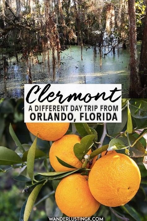 Things To Do In Clermont Florida, Clermont Florida Things To Do, Florida Getaways, Florida Travel Destinations, Clermont Florida, Florida Decor, Florida Travel Guide, Travel Florida, Florida Adventures