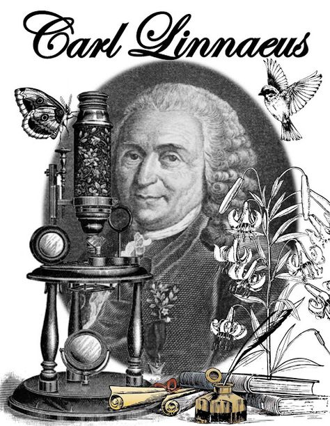 Carl Linnaeus Unit and Interactive Notebook Carl Linnaeus, Famous Scientist, Ocean Horizon, Vanishing Point, Start Reading, History Projects, Wildlife Artists, Interactive Notebook, Informational Text